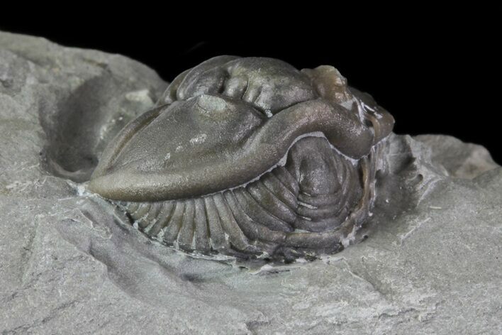 Wide, Enrolled Flexicalymene Trilobite In Shale - Ohio #68596